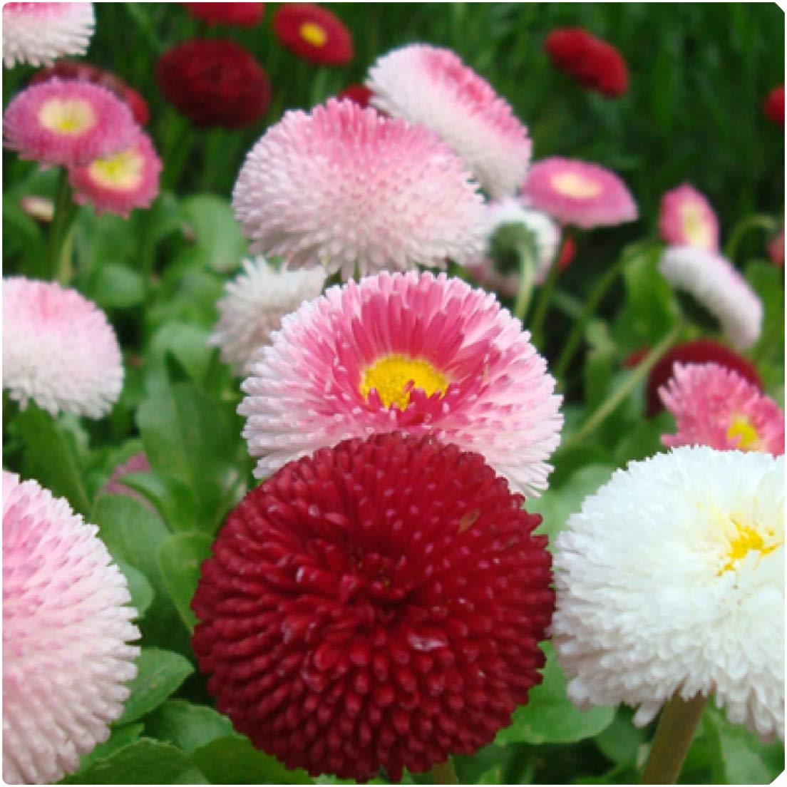 Bellis Perennis 'Tasso Mix' x 12 Mini Plug Plants Hardy English Daisies