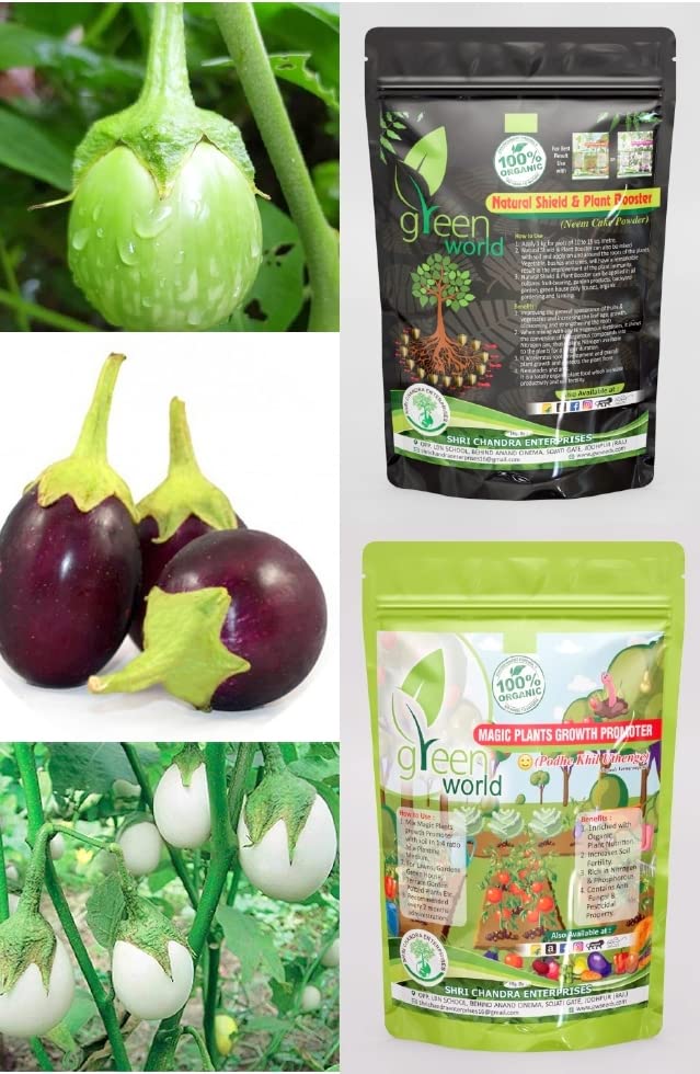 Green World Combo of [BRINJAL WHITE ROUND + BRINJAL GREEN OS + BRINJAL ROUND] Seeds With Organic Nutrients Manure-image-2