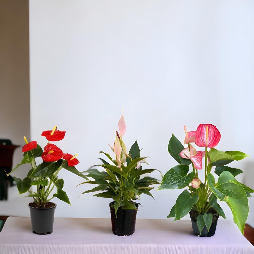 Amulya FARMS & NURSERY Air Purifying Rare Anthurium Combo of Red, Flamingo Flower & Pink Miniature | Indoor Live Plants for Room, Home, Office, Table & Desk Decor (B0D1N8Z2M2) Amazon Price History, Amazon Price Tracker