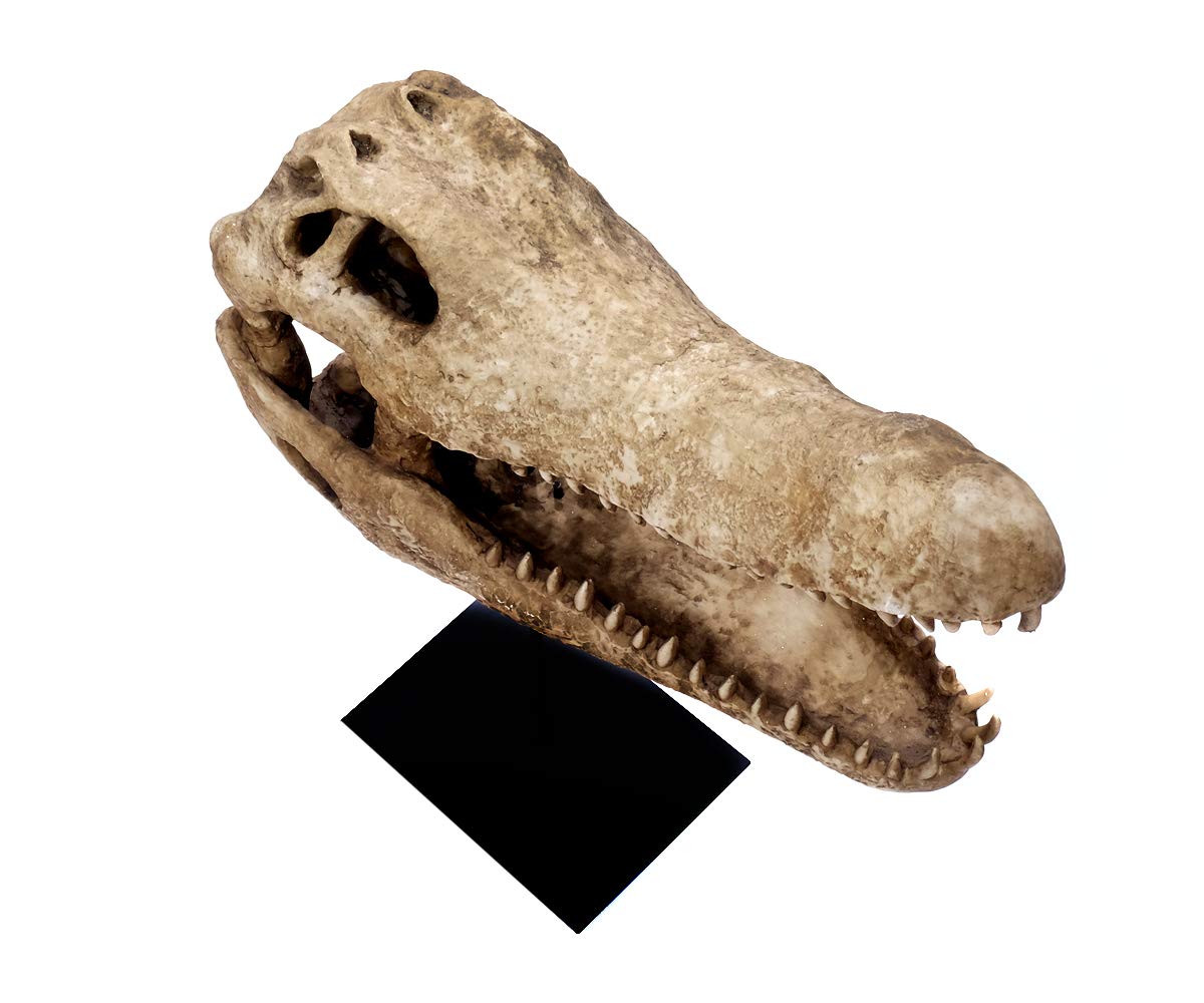 Design Reptil Schädel Deko Kopf Skulptur Krokodil Kopf Totenkopf Deko groß