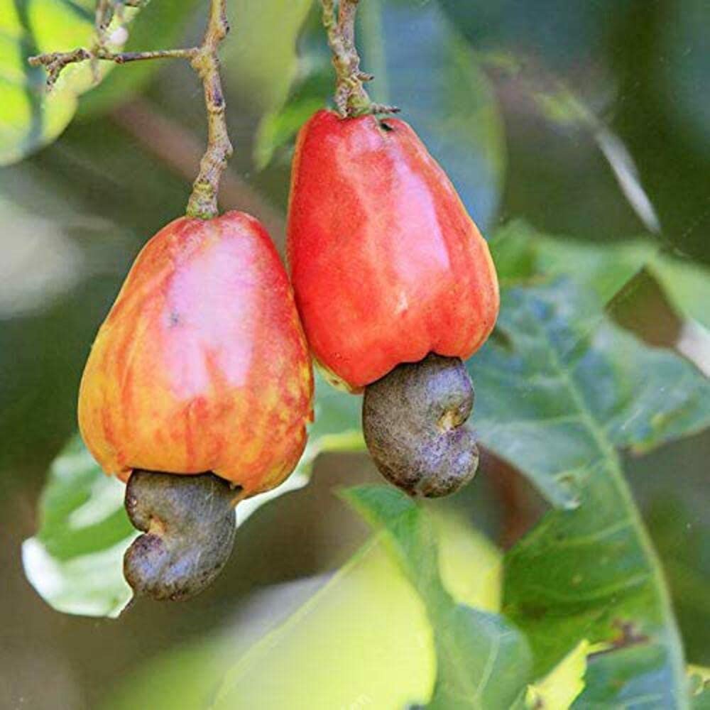 Plant Nursery Online Kaju,Cashew Apple (Pack of 2) - Live Plants/ive Plant Cashew Nut Garden Rare Grafted Apple Kaju Fruit For Roof Top Plant(1 Healthy Live Plant)