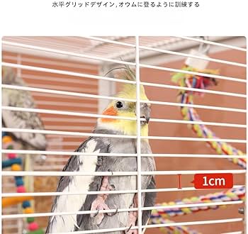 Amazon | Aeroor鳥かご バードケージ 小鳥のおり 美しい鳥かご クリア