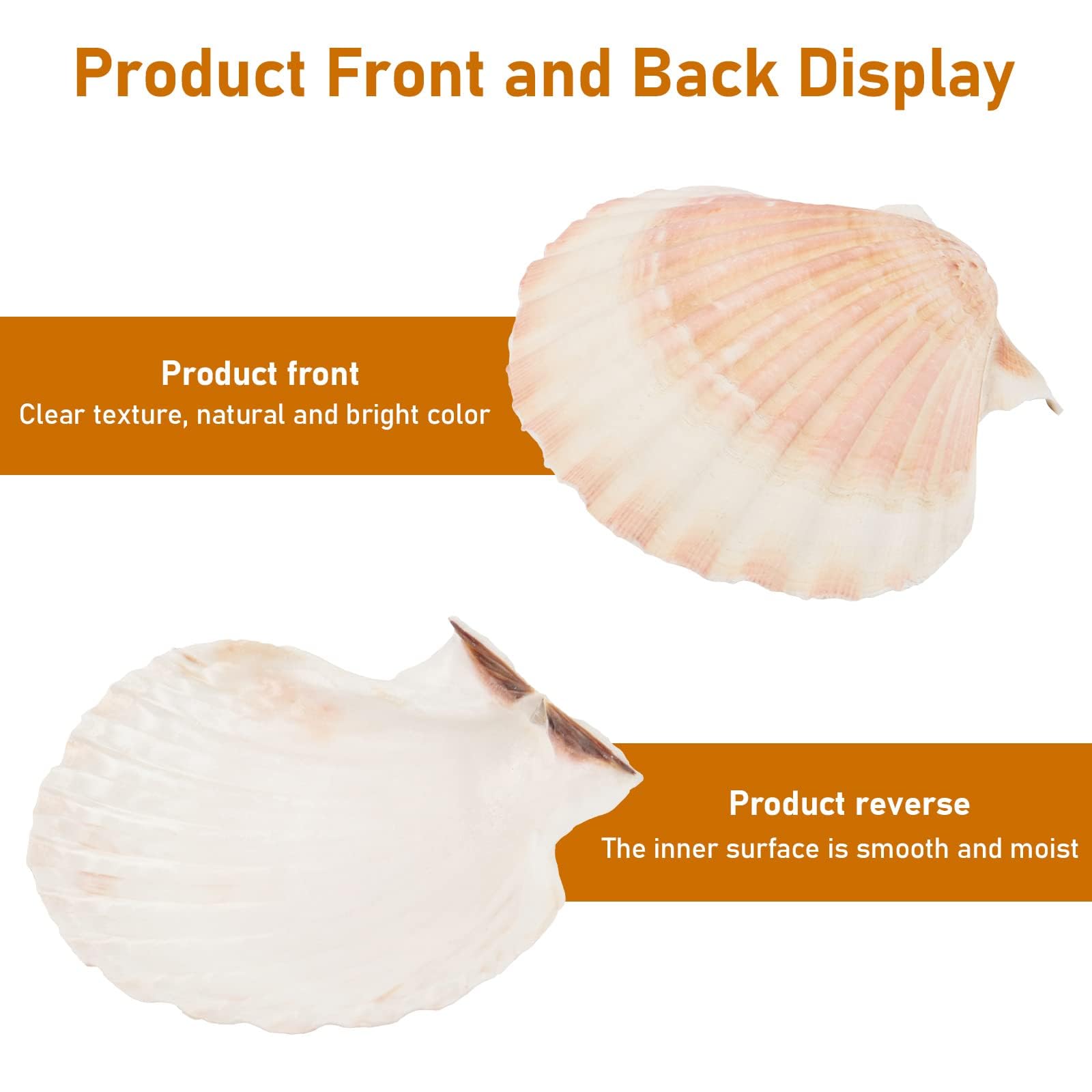 10 Conchiglie Decorative Naturali 10-12cm - Capesante Per Decorazione Casa, DIY, Tavola, Acquario - Foto 11