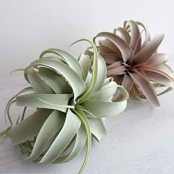 エアプランツ＆多肉植物 (ブロンズ)▫️フェイクグリーン・フェイク多肉植物 Amazon｜Villa Como フェイクグリーン インテリアグリーン 人工