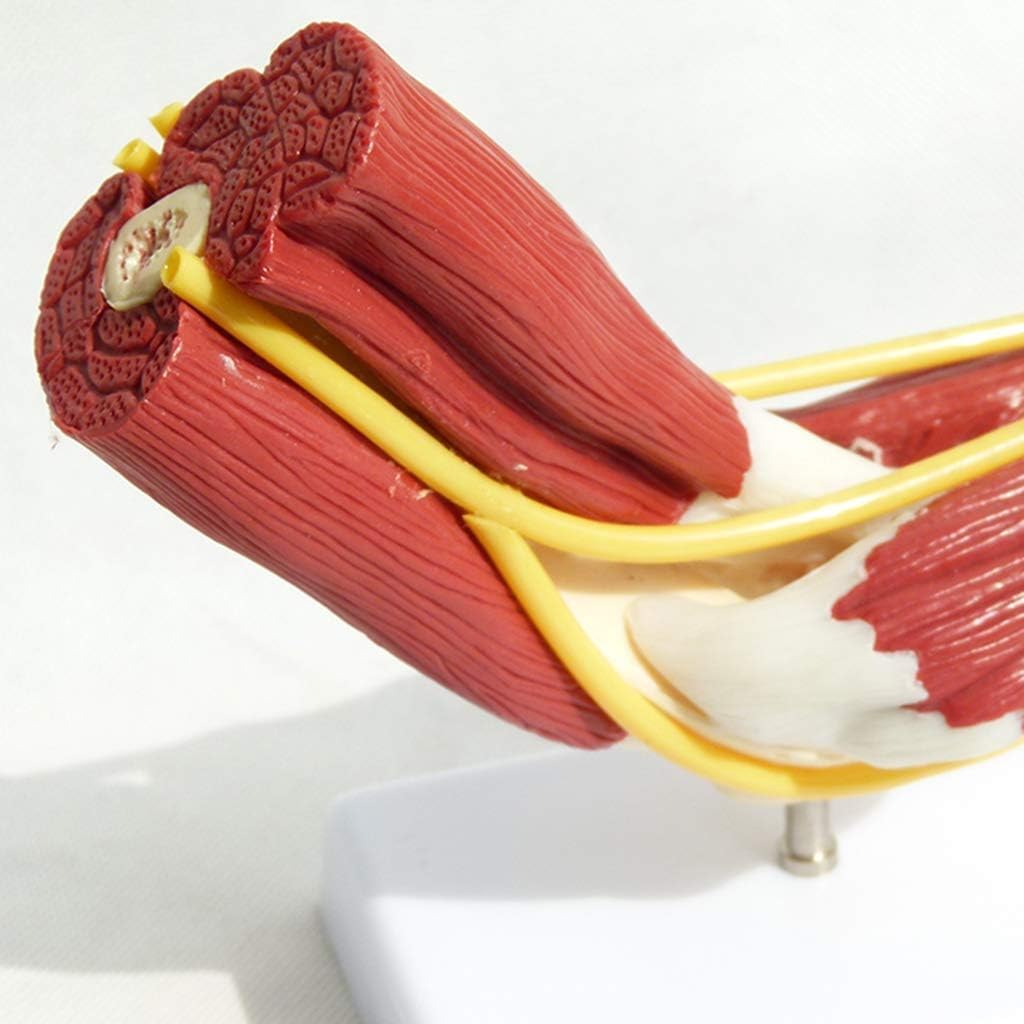 Mięśnie, Nerw, Model Więzadła, Model Paska Kończyny Górnej, Ramię, Model Szkieletu Ludzkiego, Anatomia Stawu Łokciowego, Materiały Medyczne