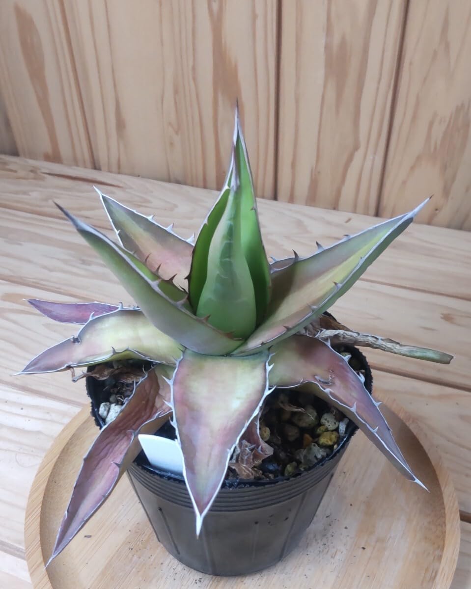 Amazon.co.jp: アガベ ワフアパンレッド Agave kerchovei 