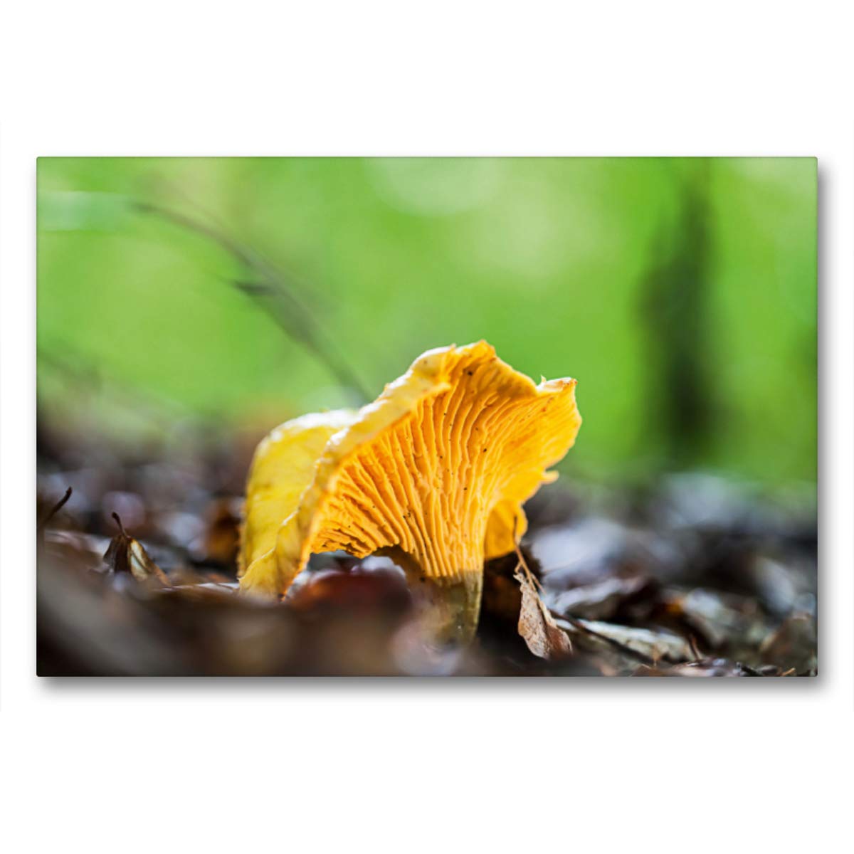 Premium Textil-Leinwand 90 x 60 cm Quer-Format Pfifferling | Wandbild, HD-Bild auf Keilrahmen, Fertigbild auf hochwertigem Vlies, Leinwanddruck von Markus Wuchenauer pixelrohkost.de