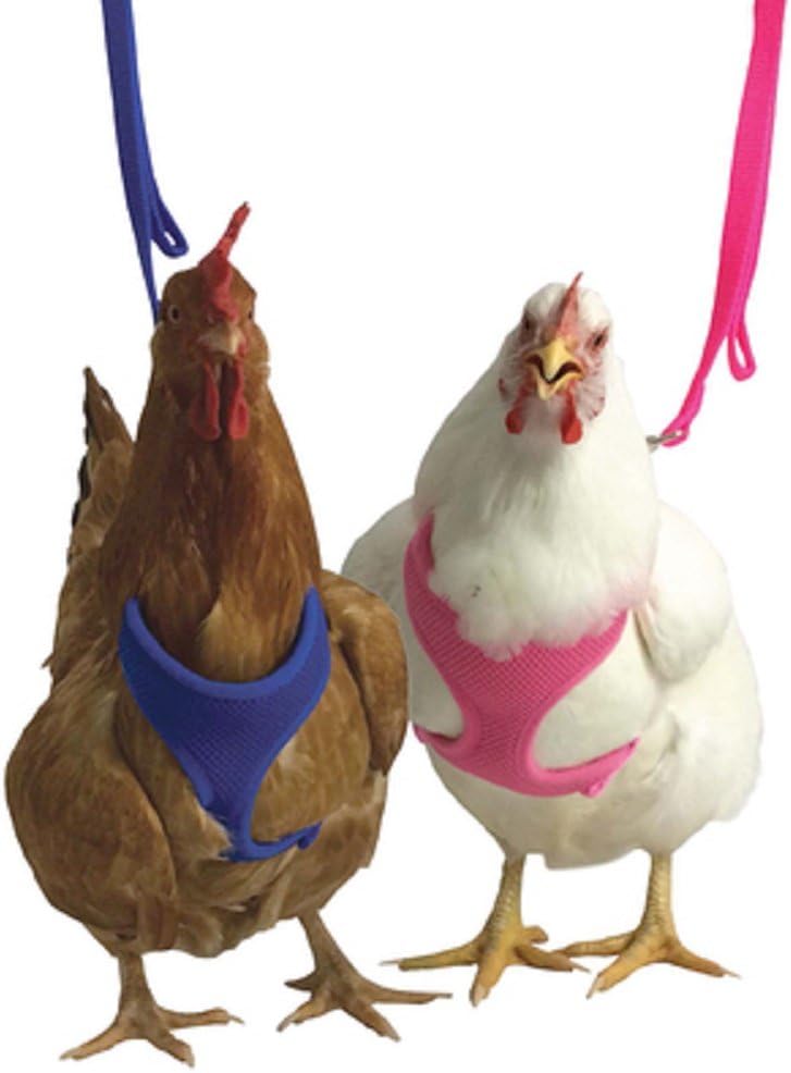 Chicken Fair Walking Padded Harness Bantham Pullet Hen Rooster Duck (M, Pink)