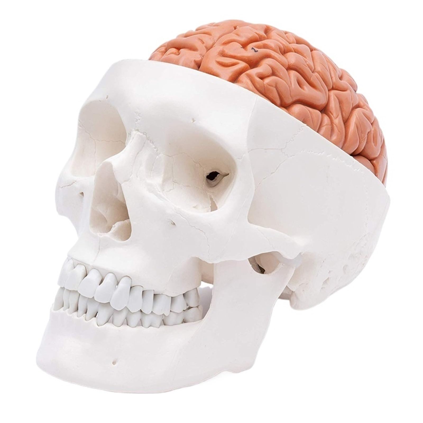 GTHTUHFD Human Head Skull With Brain Anatomy Model Medical Science Teaching ?