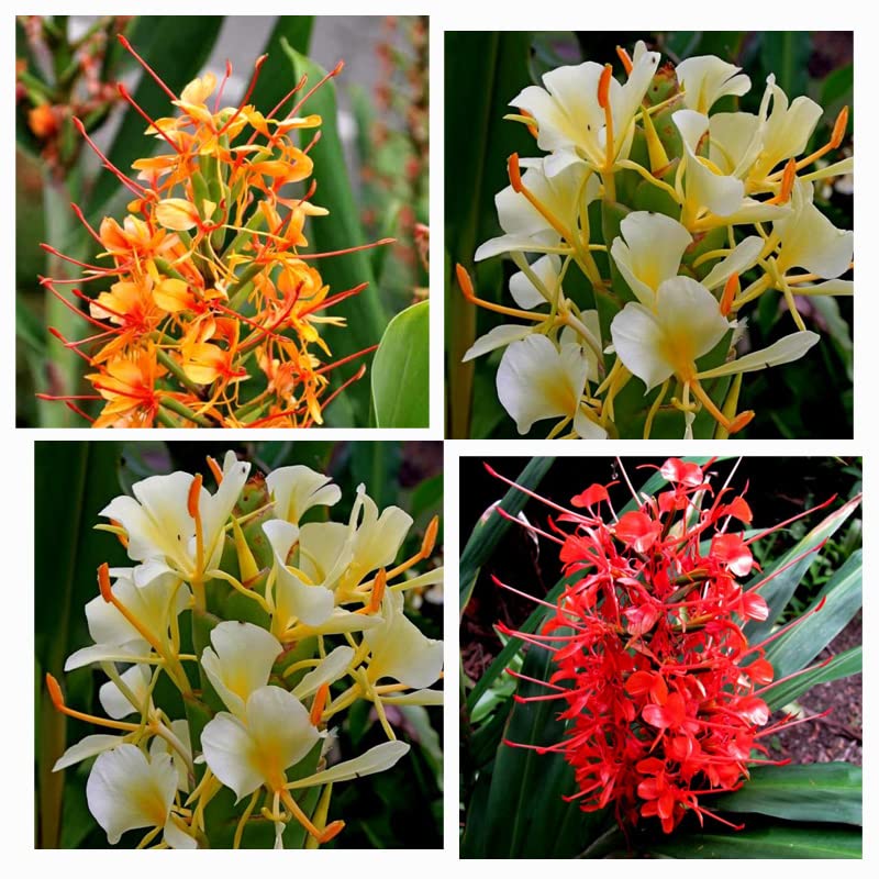 Hedychium / Ginger Lily Multicolor Flower Bulbs For Summer Season Pack of 3 Bulbs (B0B6F7ZXCT) Amazon Price History, Amazon Price Tracker