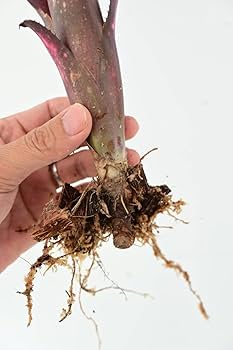 る*た様 Billbergia 3株セット る*た様 Billbergia 3株セット る*た様 Billbergia 3株セット
