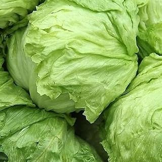 Amazon.es: semillas lechuga