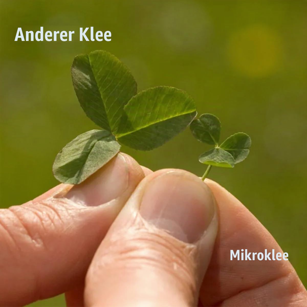 Mikroklee-Rasen - Micro-Kleegrassamen - 1500g = 750m2 | Klee - Kleesamen Für Rasen - Reiner Kleesamen - Weißklee - Organifer