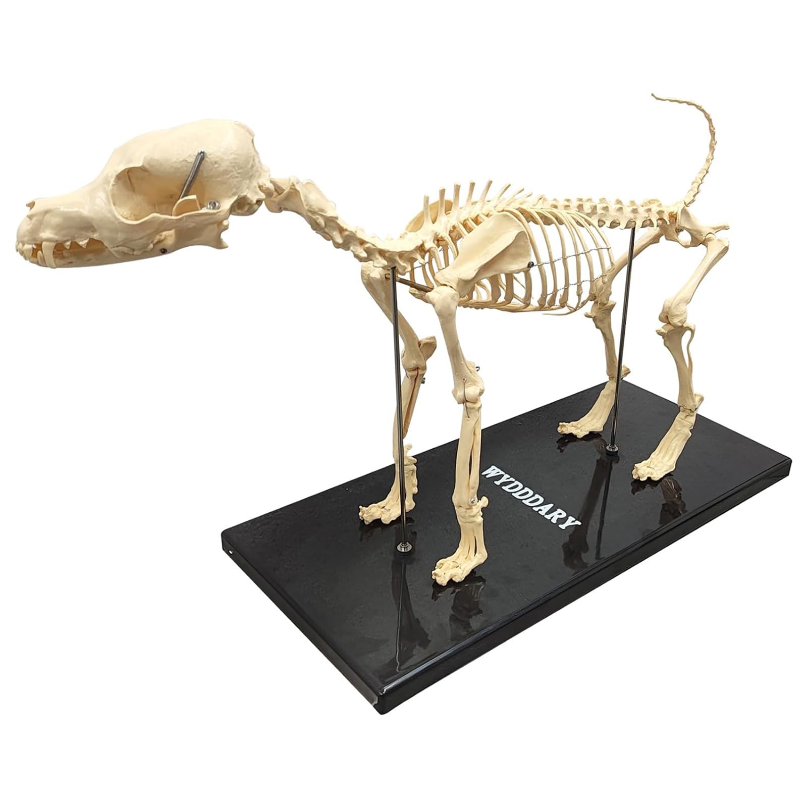 Model szkieletu psa - rozmiar 64 cm medyczny anatomiczny szkielet psa do nauczania weterynarii i prezentacji
