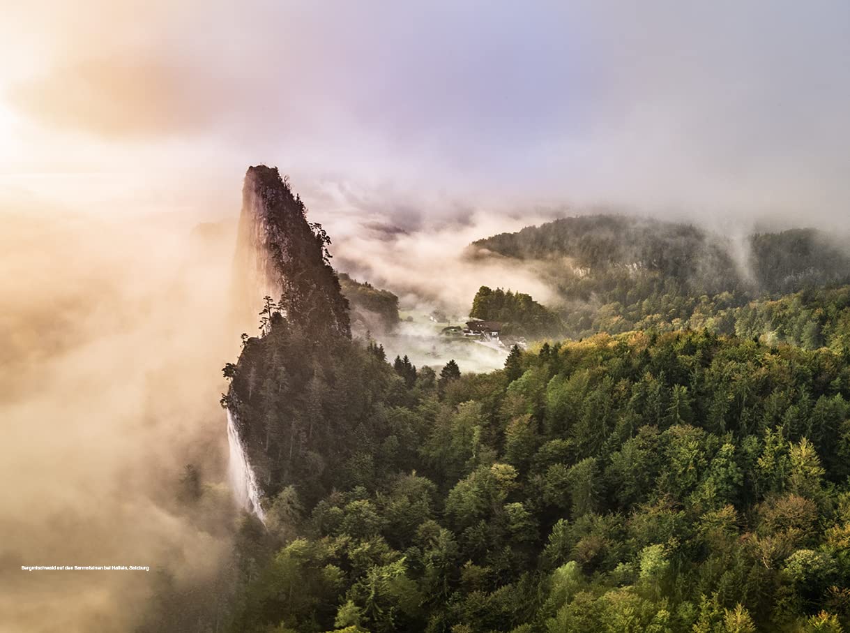 Der Alpenwald: Eine Natur- und Kulturbeschreibung aus 20 Perspektiven