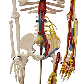 実習解剖学　絶版 DSC0484.jpg?fit=1200,675&ssl=1