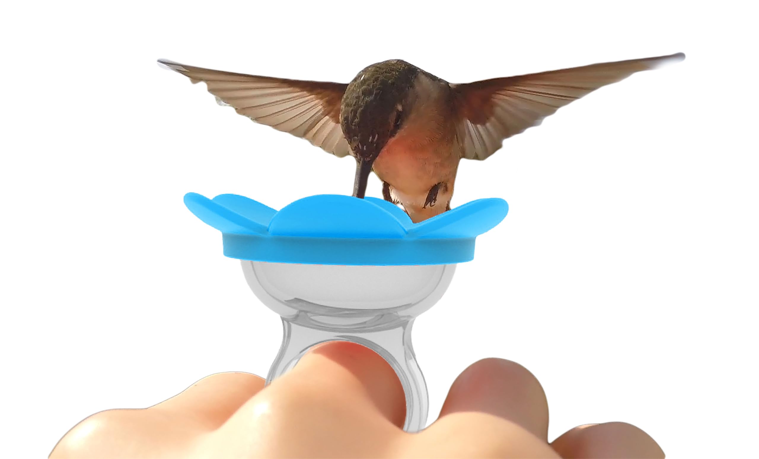 How to Feed Humming Birds by Hand: Ultimate Guide for Beginners