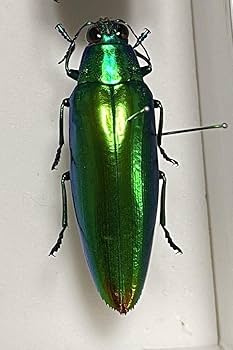 ジ*ン様 緑色の昆虫標本セット タマムシ 30匹 ジ*ン様 緑色の昆虫標本セット タマムシ 30匹 ジ*ン様