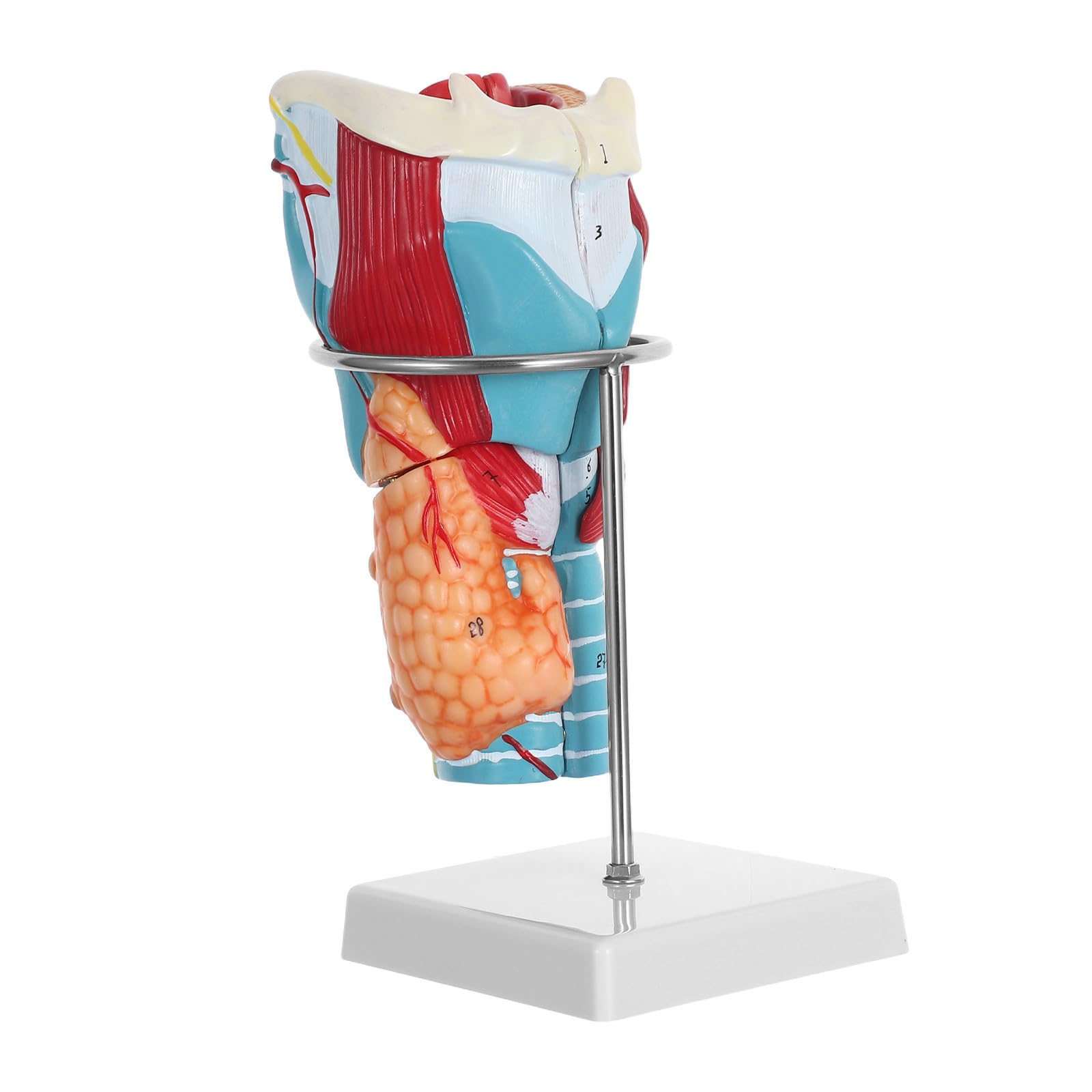 Modelo de Anatomía de Garganta Ampliado 2x de Plástico