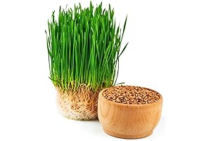 Todd's Seeds Wheatgrass Seeds: The Ultimate Source of Nutritious Chlorophyll