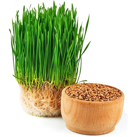 Todd's Seeds Wheatgrass Seeds: The Ultimate Source of Nutritious Chlorophyll