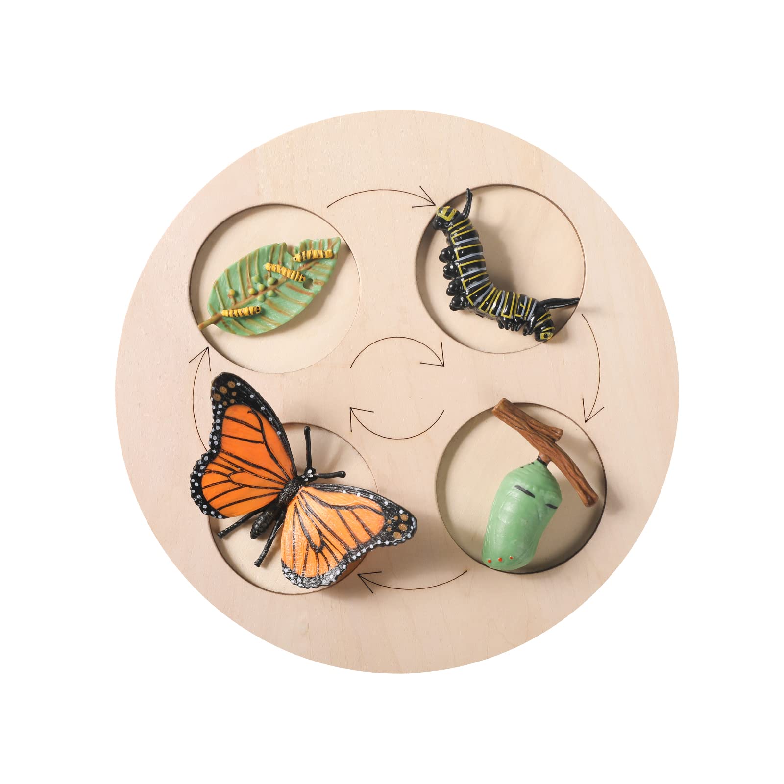 Life Cycle and Wooden Board Children's Science Education Toys