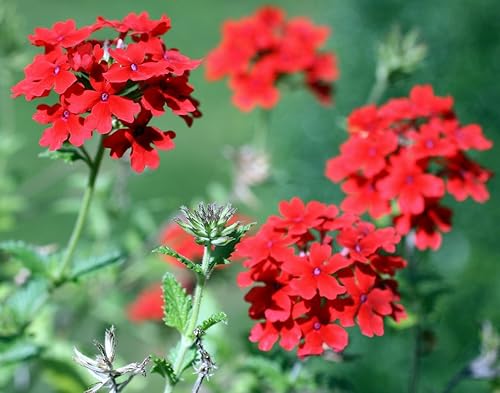 Miniatura 3 de 50 semillas de flores fragantes de Nana Compacta Roja Verbena Escarlata