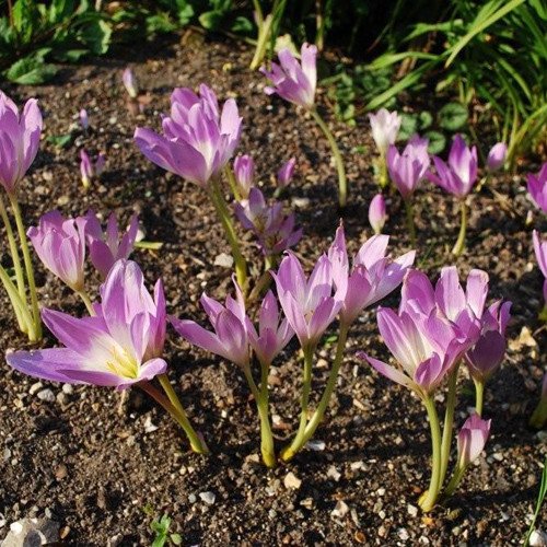 Colchicum Speciosum Seeds (Perennial Flower Seeds)