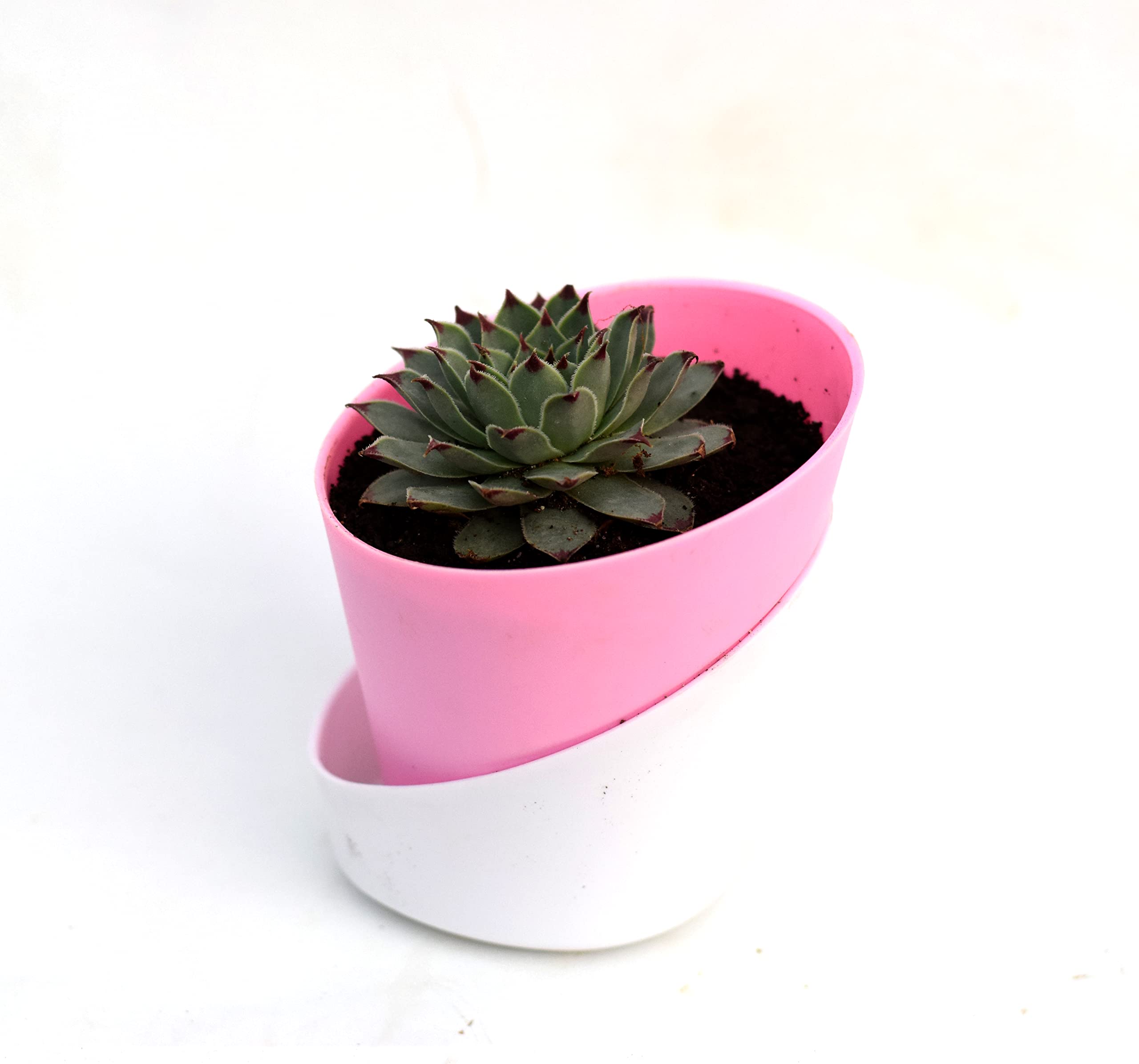 Red Tip Laxmi Kamal (Sempervivum) Succulent plant with self watering Pot for Good Luck by Veryhom (B0BPP4LMGC) Amazon Price History, Amazon Price Tracker