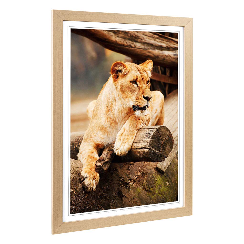 Big Box Art Framed Print of Lioness Lion Design | Wall Art Picture | Home Decor for Kitchen, Living, Dining Room, Lounge, Bedroom, Hallway, Office, Oak, A2 / 24.5x18 Inch / 62x45cm