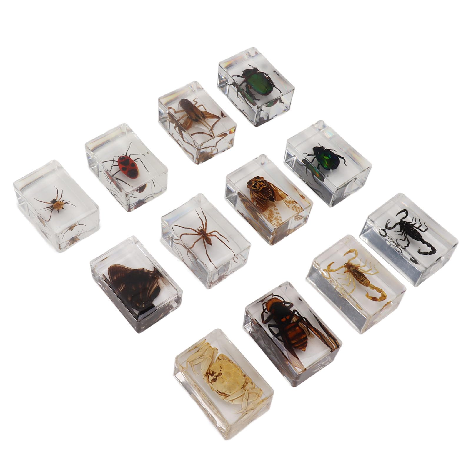12 Insectes En Résine Transparente - Spécimens De Collection Pour Déco Ou Éducation - Modèles Réalistes Détailés