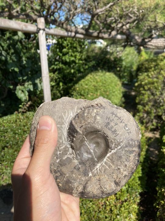 Amazon.co.jp: 北海道 アンモナイト 種キャナドセラス 化石 恐竜