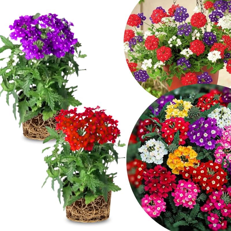 2 Random Verbena Plants Live, Perennial Ground Cover or Trailing Bushes Shrubs, 5-9 Inches Tall, Verbena Flower for Planting