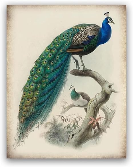 Amazon 美しい孔雀鳥のポスター動物キャンバス絵画ヴィンテージイラストアートプリント家の装飾の写真のための審美的な壁50x70cmx1フレームなし アートワーク ポスター オンライン通販
