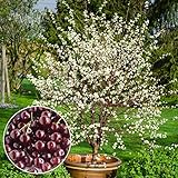 GURNEY'S - Romeo Dwarf Cherry Tree –Produce Large, Sweet and Juicy Fruit - Ships as a Jumbo Bareroot - Due to State restrictions Can't Ship to CA, CO, MT, OR or WA