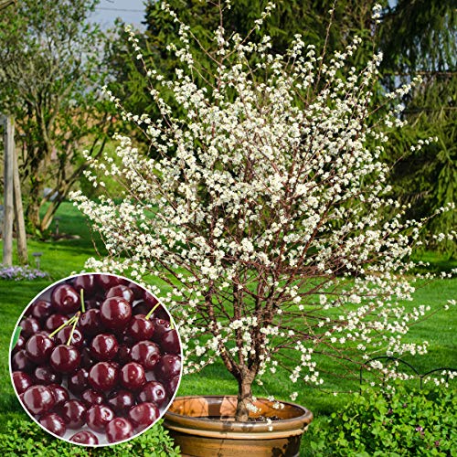 GURNEYS - Romeo Dwarf Cherry Tree Produce Large Sweet and Juicy Fruit - Ships as a Jumbo Bareroot - Due to State restrictions Cant Ship to CA CO MT OR or WA