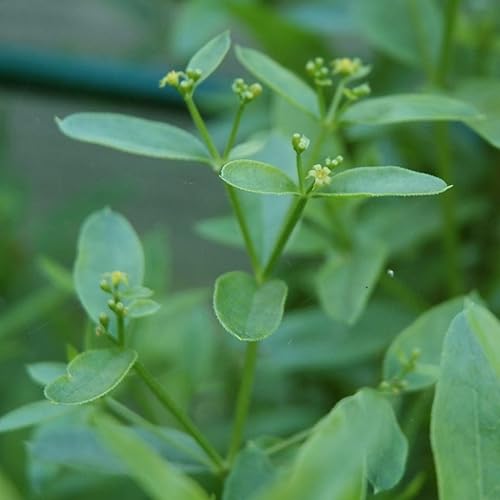 Miniatura 2 de Madder (Rubia tinctorum) - Cultiva ahora o almacena para futuras plantaciones - Cápsula de 10 semillas
