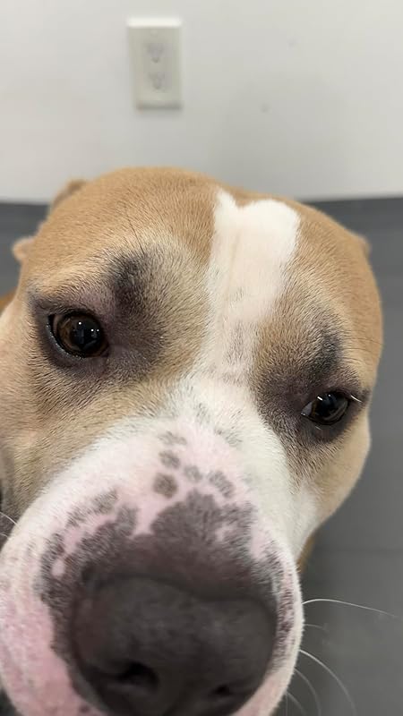 Earth Rated Dog Wipes, Hypoallergenic, Cleaning and Hydrating, for Grooming Paws, Body and Butt, Lavender Scented, 400 Count Review Image