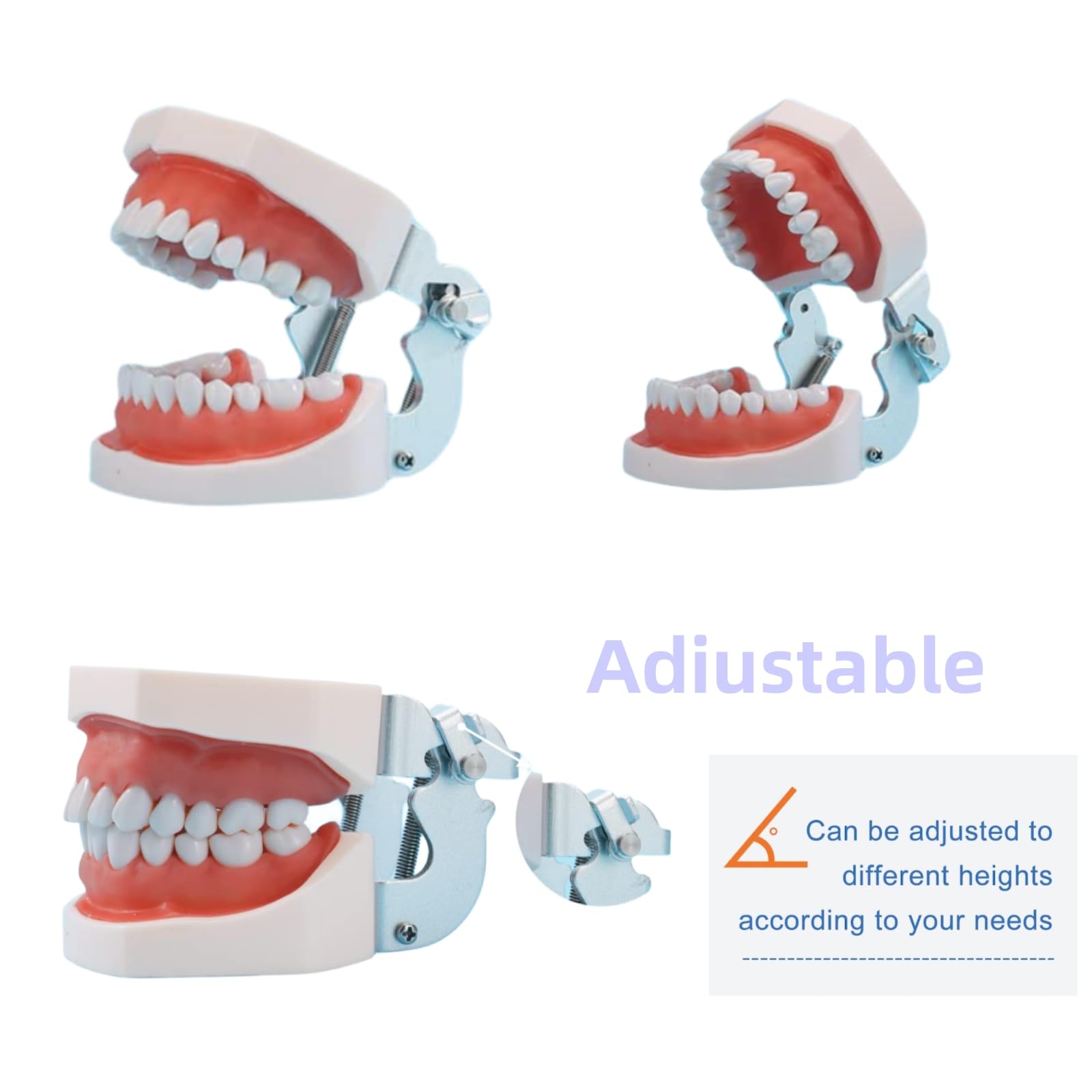 Modelo de dientes dentales de tipodonto, completamente desmontables, modelo de 28 dientes, adecuado para enseñar, practicar y estudiar, viene con un pequeño destornillador