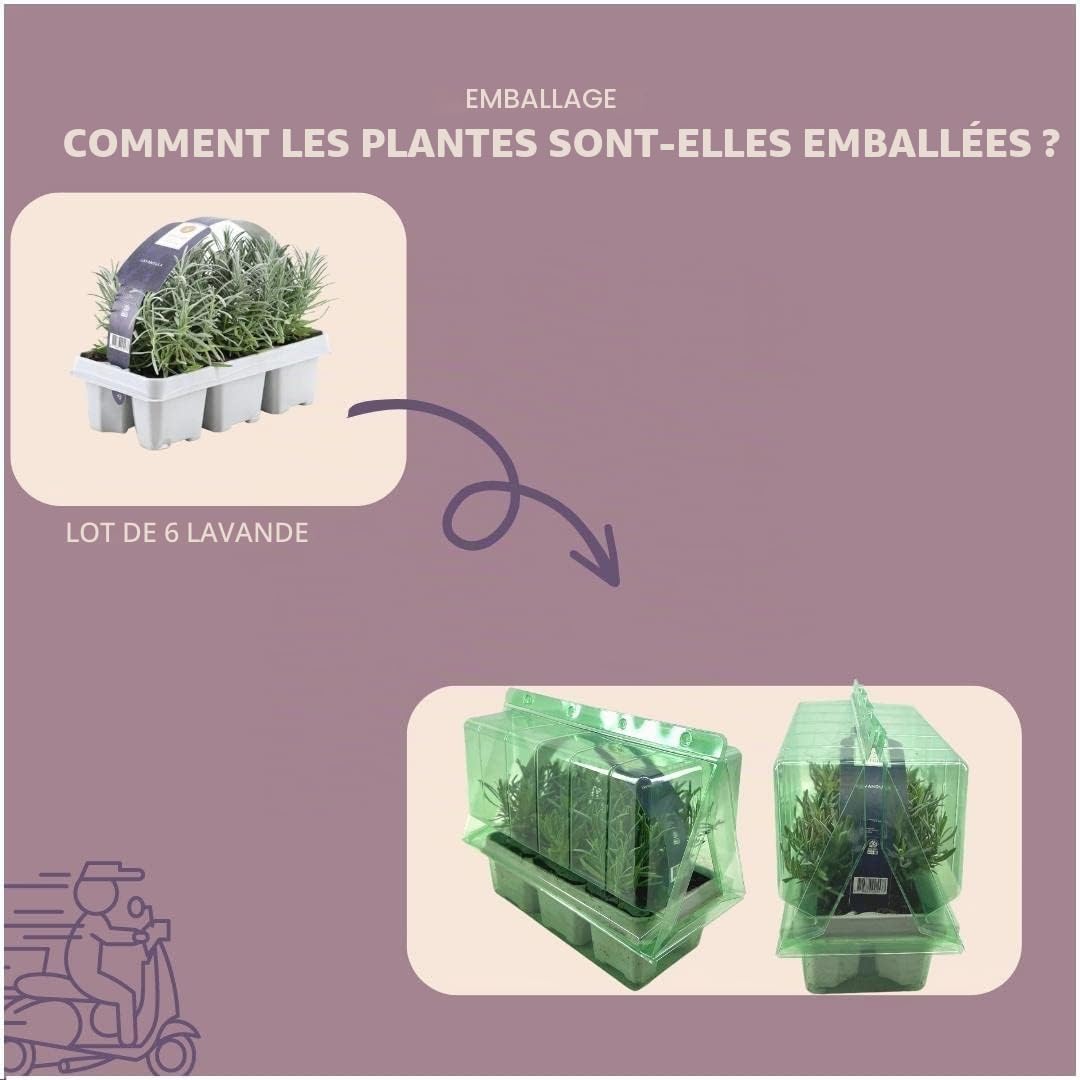 Plants by Frank | 72 Plantes de lavande vraie | Lavandula angustifolia | Ø 7 cm, 15 cm | Plantes vivaces | Idéales en bordure, en massifs et en pots | Plantes d’extérieur | Jardin