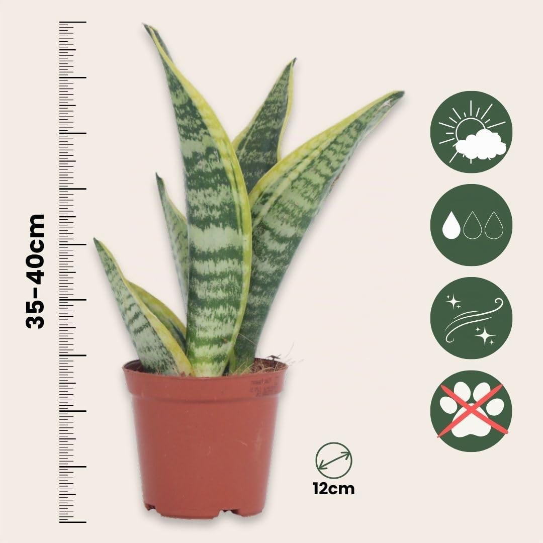 Plant in a Box - Sansevieria trifasciata 'Futura Superba' - Set di 4 - Lingua di suocera - Vaso 12cm - Altezza 35-40cm