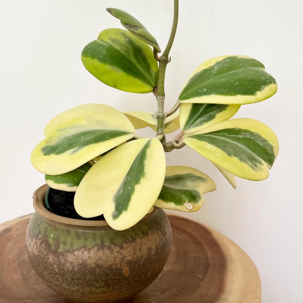 Hoya Plant Live Houseplants, Hoya Live Plant, in 4" Pot, Hoya Kerrii Variegated, Low-Maintenance Indoor Hanging Plant