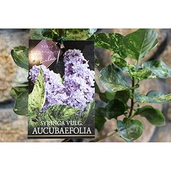 ライラック　　木臼 ライラック 木臼 ライラック 木臼 楽天市場】ライラック 木の通販