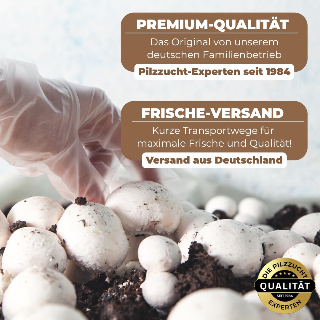 Hawlik Pilzbrut - Pilzzuchtset für Lion's Mane/Hericium erinaceus - BIO Pilzkultur für den einfachen Anbau Zuhause - Igelstachelbart Pilze züchten Set