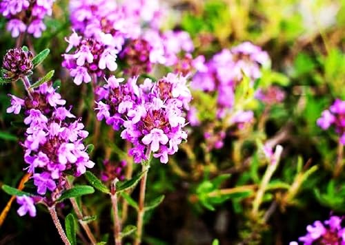 Miniatura 4 de Semillas de tomillo rastrero para plantar, mezcla de tomillo rastrero molido planta de cobertura perenne más de 1000 semillas