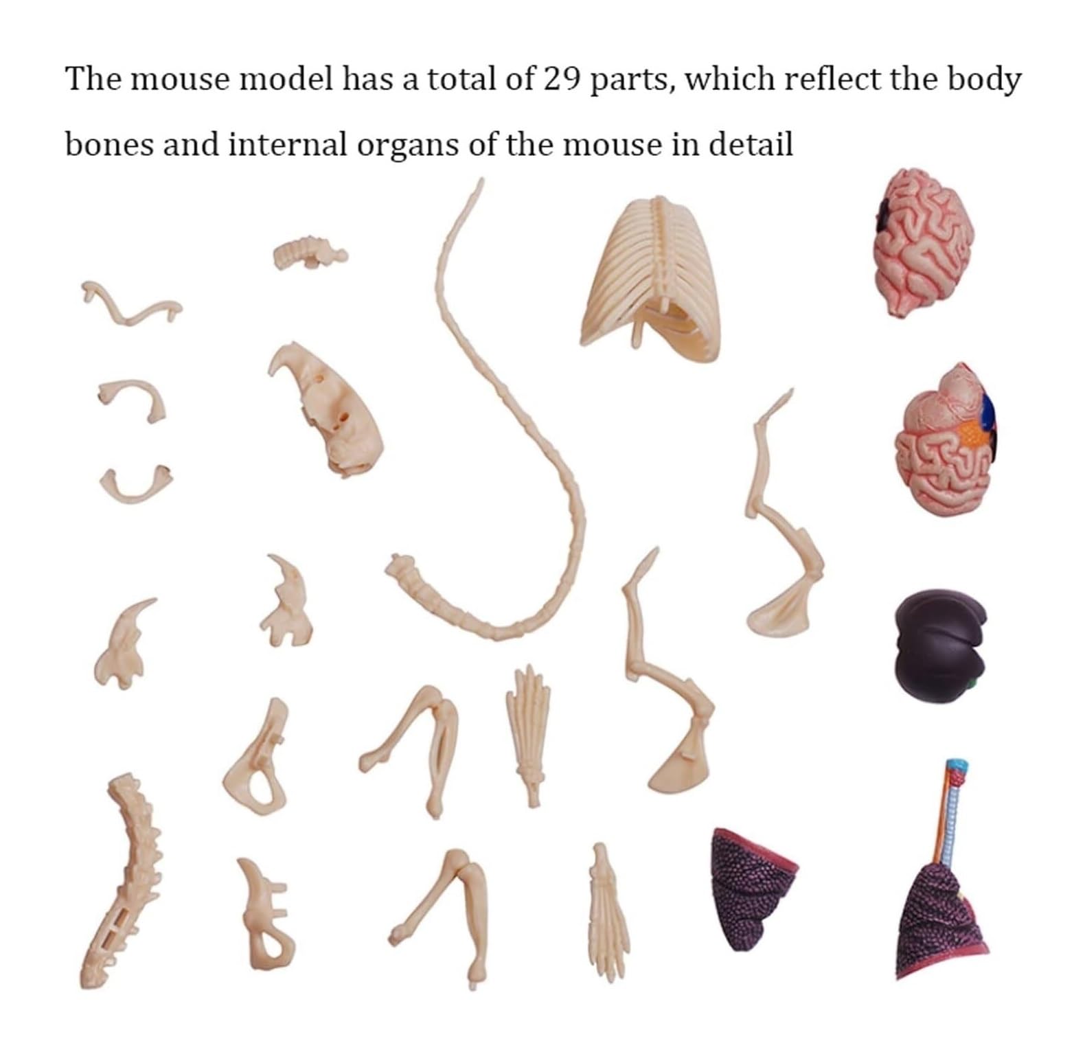 Cours de Médecine Modèle Anatomique De Souris 4d 29, Organe Et Partie du Corps Détachables, Idéal pour L'éducation Et La Médecine Enseignement Scolaire(White)