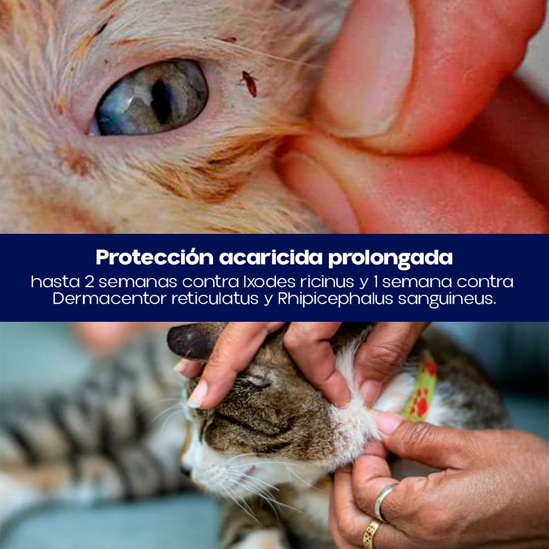 Pipetas Gatos LIFRONIL x3 Pipetas contra Pulgas y Garrapatas | Apto para Todo Tipo de Gatos a Partir de 2 Meses y más de 1 kg de Peso | Protección hasta 5 Semanas | Nexum Market (Pack de 1 Unidad)
