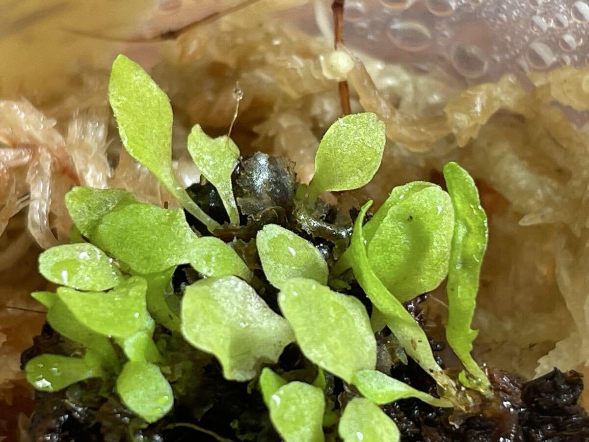 Amazon｜A 前葉体 アリシダ植物 レカノプテリス ルゾネンシス