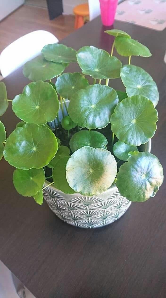 PlantyGO Live Coin Plant Chinese Lucky Money Plant Tree for Office Desk Balcony Terrace Garden Living Room Corner Bedroom Home Decoration Gifting Air Purifier Study Table Hanging Pennywort Pilea