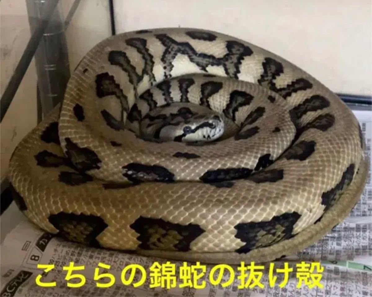 オルゴナイト フクロウ 白蛇の抜け殻 開運 魔除け 金運 家内安全 オルゴナイト2個セット フクロウ 白蛇の抜け殻 開運 金運 魔除け